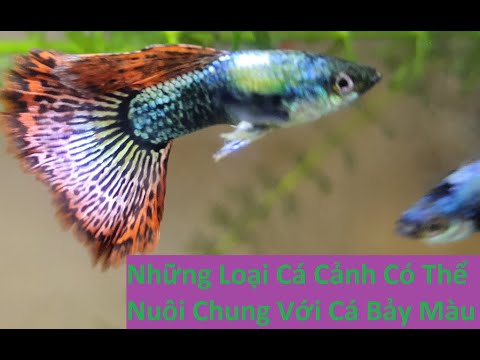 Video: Tất Cả Về Cá: Những Loại Cá Nào Có Thể được Nuôi Chung