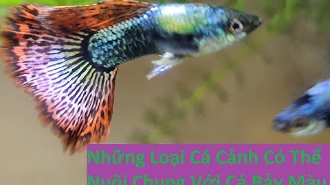 Những Loại Cá Cảnh Có Thể Nuôi Chung Với Cá Bảy Màu | Tuấn Cá Cảnh