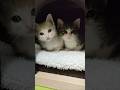 僕たち今日はここに隠れてました😺😺 #kitten #子ネコ #gatto #cat #好きな子猫 #猫のいる暮らし #子猫 #ねこ #猫好きさんと繋がりたい #保護猫 #cute #kitty