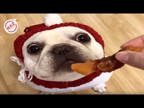 Tik Tok Dog, Cat, Animals - Cute Funny Pets Videos #17