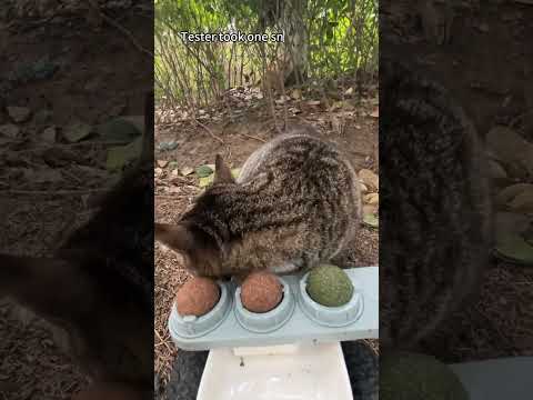Stray cats approved,