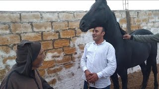 شيباني بغا يبيع أجمل حصان تبوريدة في المغرب 🇲🇦 لكن أبنائه لم يوافق على طلبه