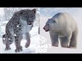 Leopardos das Neves e URSOS POLARES - PLANET ZOO - Mundo Aberto