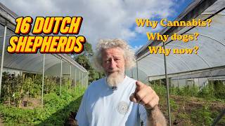 16 Dutch Shepherds Australian Cannabis University Explained | Why Cannabis? Why Dogs? Why Now? Ep. 4