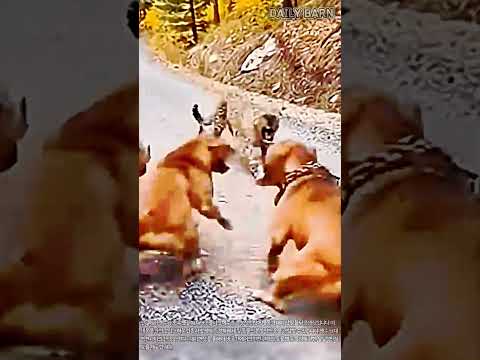 표범 vs 대형견, 야생에서의 찰나의 대치 순간 #worker #process #leopard #dogs #confrontation thumbnail