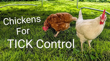 Do Chickens eat TICKS? Using Chickens to Get Rid of Ticks in your Yard & for Tick Control in Farms
