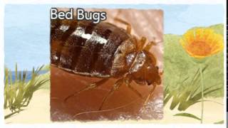 Official Pest Control Pittsburg CA 925-392-3190 Bed Bugs Treatment