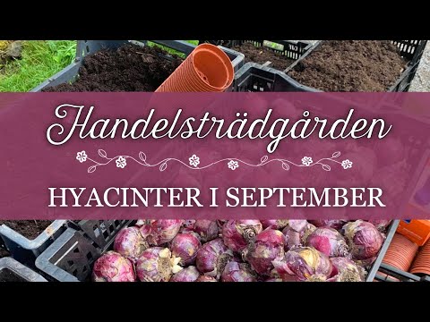 Sätter hyacinter till
