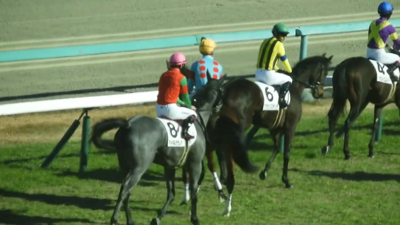 何度も吠える新馬戦マイネルラウレアの馬場入場