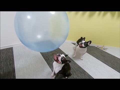 部屋壊れる!!風船みたいなビッグボールで遊んだら予想以上に凄かった!!笑【ボストンテリア・フレンチブルドッグ】