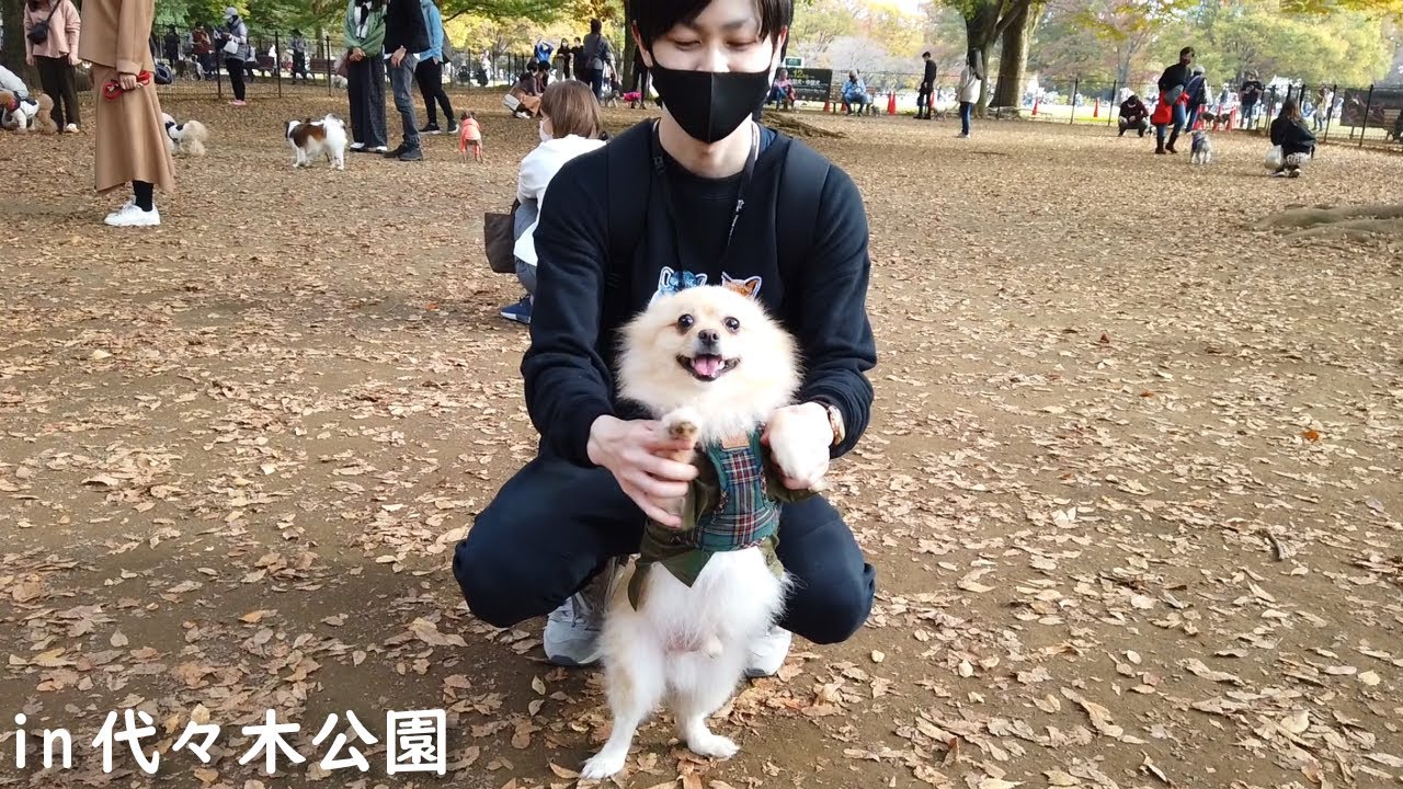 ドッグランで犬見知りの愛犬を見ていたら、胸が締め付けられました…【代々木公園】