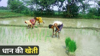 धान की खेती आप इस तरीके से करेंDhaan ki kheti kaise karen | dhaan ki kheti | Paddy farming