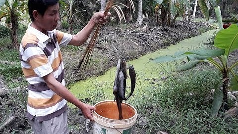 Cắm câu cá lóc Miền Tây mồi này dính thấy ham  | fishing in the countryside of Vietnam