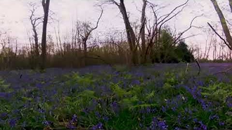 Dawn Chorus 360 - RSPB Stour Estuary