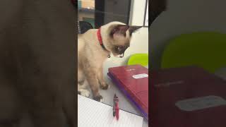 arangkucingnakalyangcomelcutecatkucingsidanetlovers