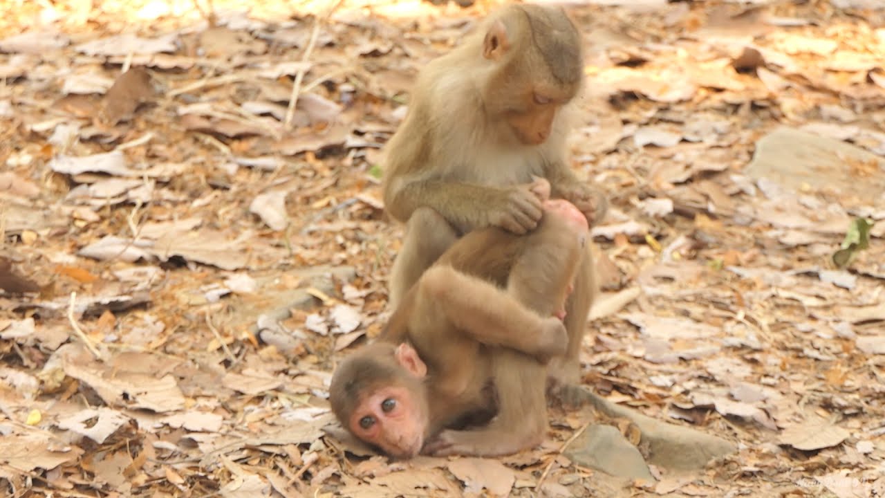 Warmly Welcome To Funny Style New abandoned Baloo StumpTail from member Sovanna