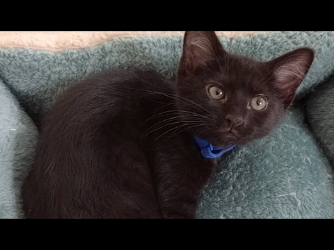 cats inn Chiffon Roams The House