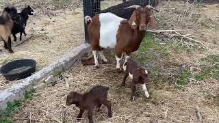 Boer Goat Kids born on pasture.
