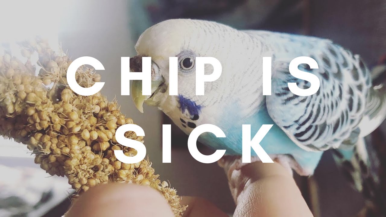 Medicating With A Nebulizer! | Avian Respiratory Health - YouTube