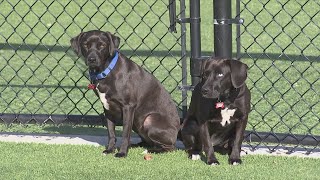 Humane Society of Northwest Georgia volunteers return newly adopted dogs to rightful owners