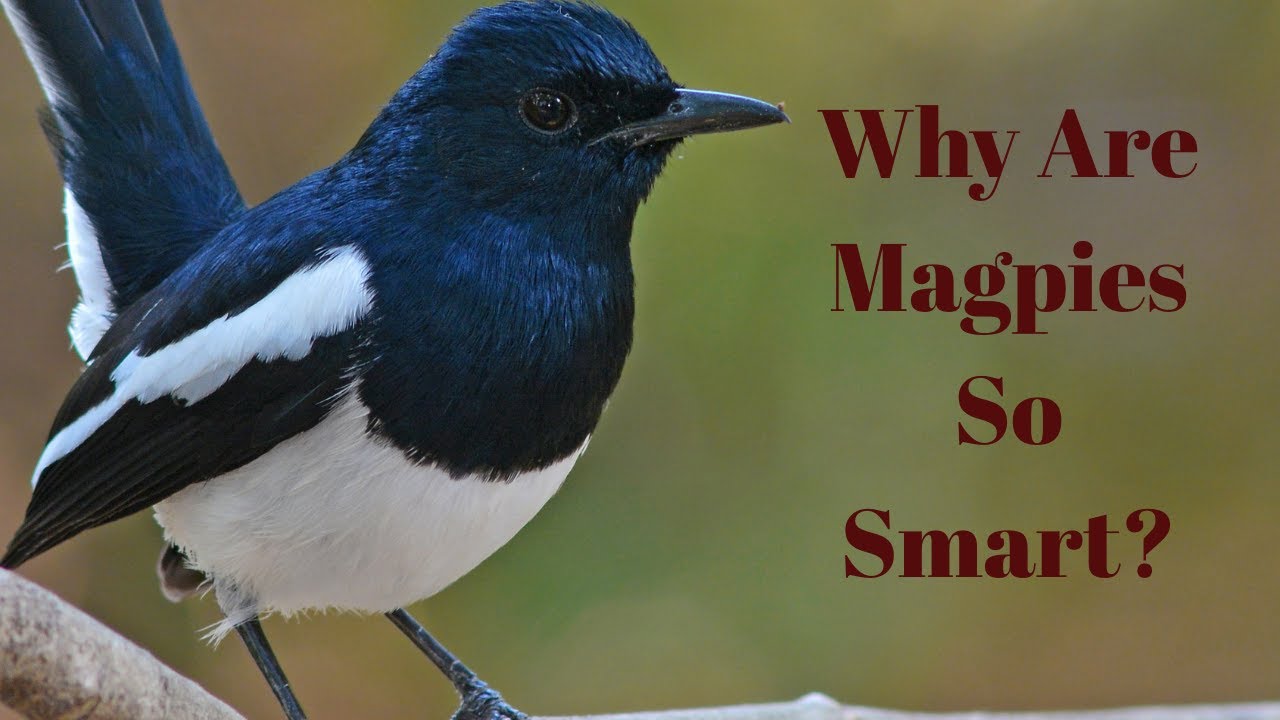 Magpies: The Genius Birds With a Love for Shiny Things!