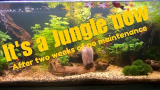 Listen to the aquarium sound and watch our little friends move around.