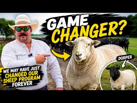 We May Have Just Changed Our Sheep Program Forever
