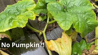 I Grew a Pumpkin Without Knowing What It Was