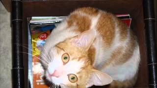 My cats (slideshow)