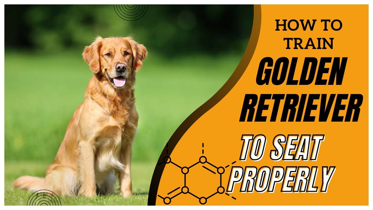 MALPO - DAY 2 || HOW TO TRAIN A GOLDEN RETRIEVER TO SEAT PROPERLY ...