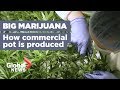 Growing marijuana 101 how your pot is being produced ahead of legalization