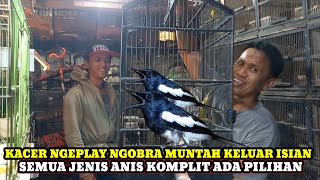 Download Lagu KACER NGEPLAY NGOBRA MUNTAH MATERI!!CEK HARGA BURUNG DIKIOS KANG ALI PASAR BURUNG PRAMUKA HARI INI MP3