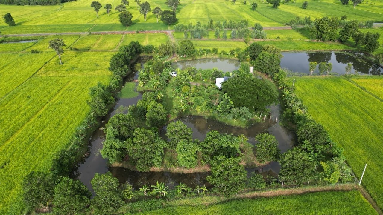 บินลัดฟ้าจากอังกฤษ เพื่อมาทำโคกหนองนา เห็นแบบนี้แล้วหายเหนื่อย 