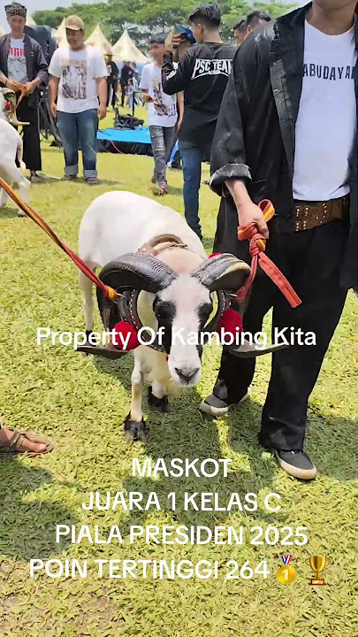 MASKOT JUARA 1 KELAS C POIN TERTINGGI DI FINAL PIALA PRESIDEN 2025 #domba #dombagarut #pialapresiden