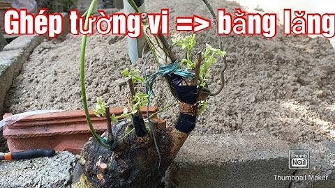 2 cách ghép tường vi vào bằng lăng