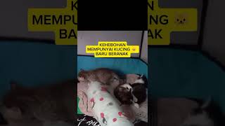 KUCING LUCU, KUCING COMEL , KUCING MENGGEMASKAN