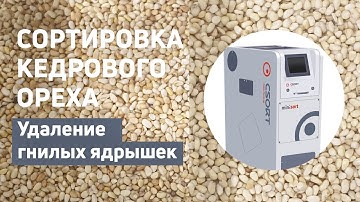 Сортировка кедрового ореха на MiniSort (удаление гнилых ядрышек)