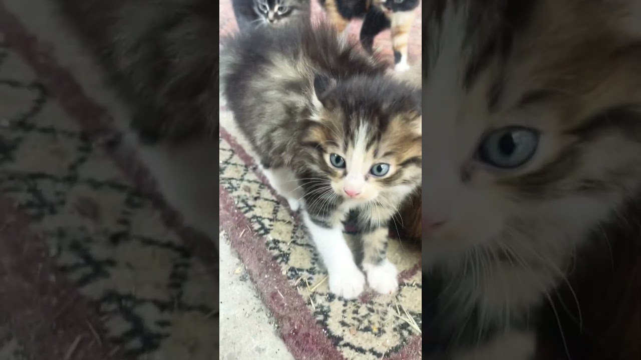 Отважный котёнок по имени Шипастик защищает свой прайд 