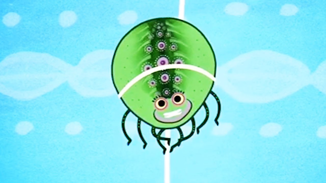 Tinga Tinga Tales Official | Why Spider Has a Tiny Waist | Tinga Tinga Tales Full Episodes - YouTube