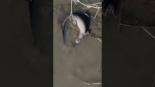 Crocodile