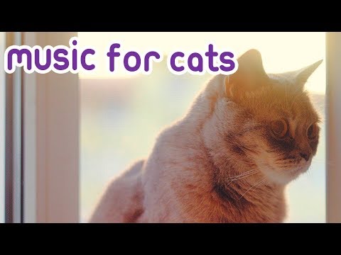 Musik Untuk Kucing: Bantu Kucing Saya Tidak Mau Tidur! - Tenangkan Kucing Saya!