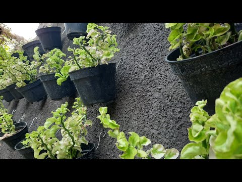 Video: Pot Bunga Untuk Dinding (23 Foto): Pilih Pot Bunga Gantung Di Dinding Dan Pasang Untuknya. Bagaimana Cara Menggantung Pot?
