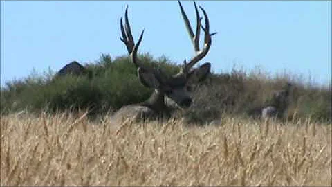Zac's 2012 Archery Mule Deer