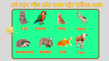 Bé học từ vựng tiếng Anh chủ đề các con vật quen thuộc  | HiKids English