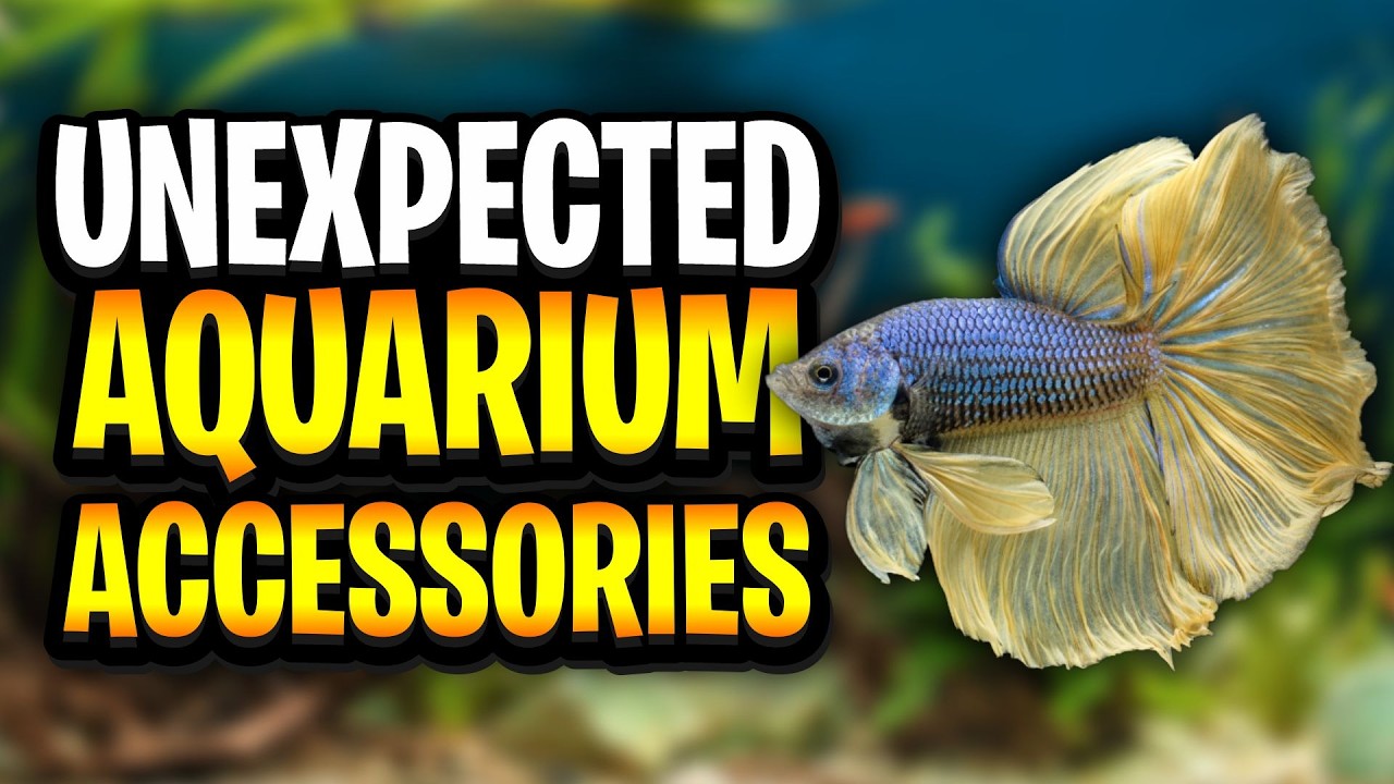 Household Items Every Aquarium Owner Should Be Using In Their Fish Room! Household Items Every Aquarium Owner Should Be Using In Their Fish Room!