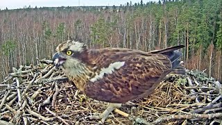 Kalakotkas::Osprey Estonia~🥳🛬  Arrival  Osprey on Ivo &amp; Iiris Nest - 3:46 pm 2024/04/10