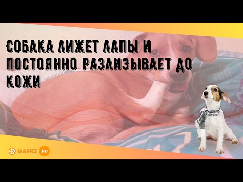 Видео: Характеристики Schnoodle