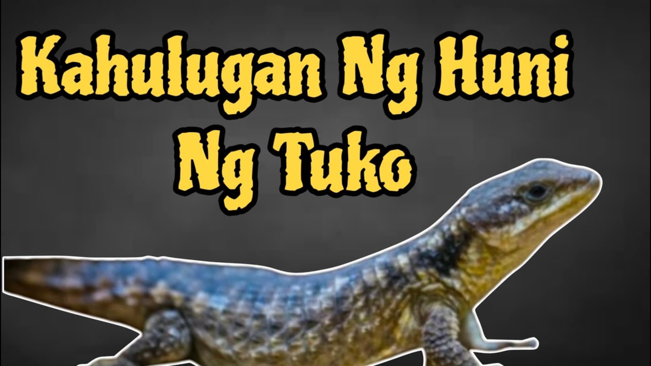 Kahulugan ng Huni ng Tuko Swerte ba o Malas?  