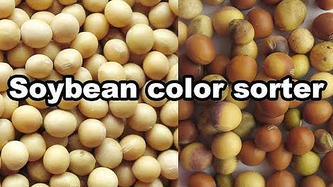 Bean color sorter - Soybean color sorter