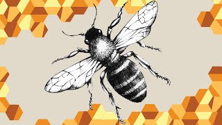 The Plight of the Honeybee - Queens In Trouble